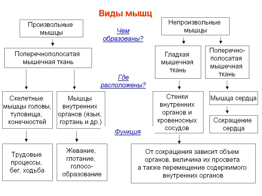 Работа мышц схема 8 класс. Мышцы человека таблица 8 класс биология. Строение мышц человека таблица. Функции скелетных мышц таблица. Структура и функция мышц