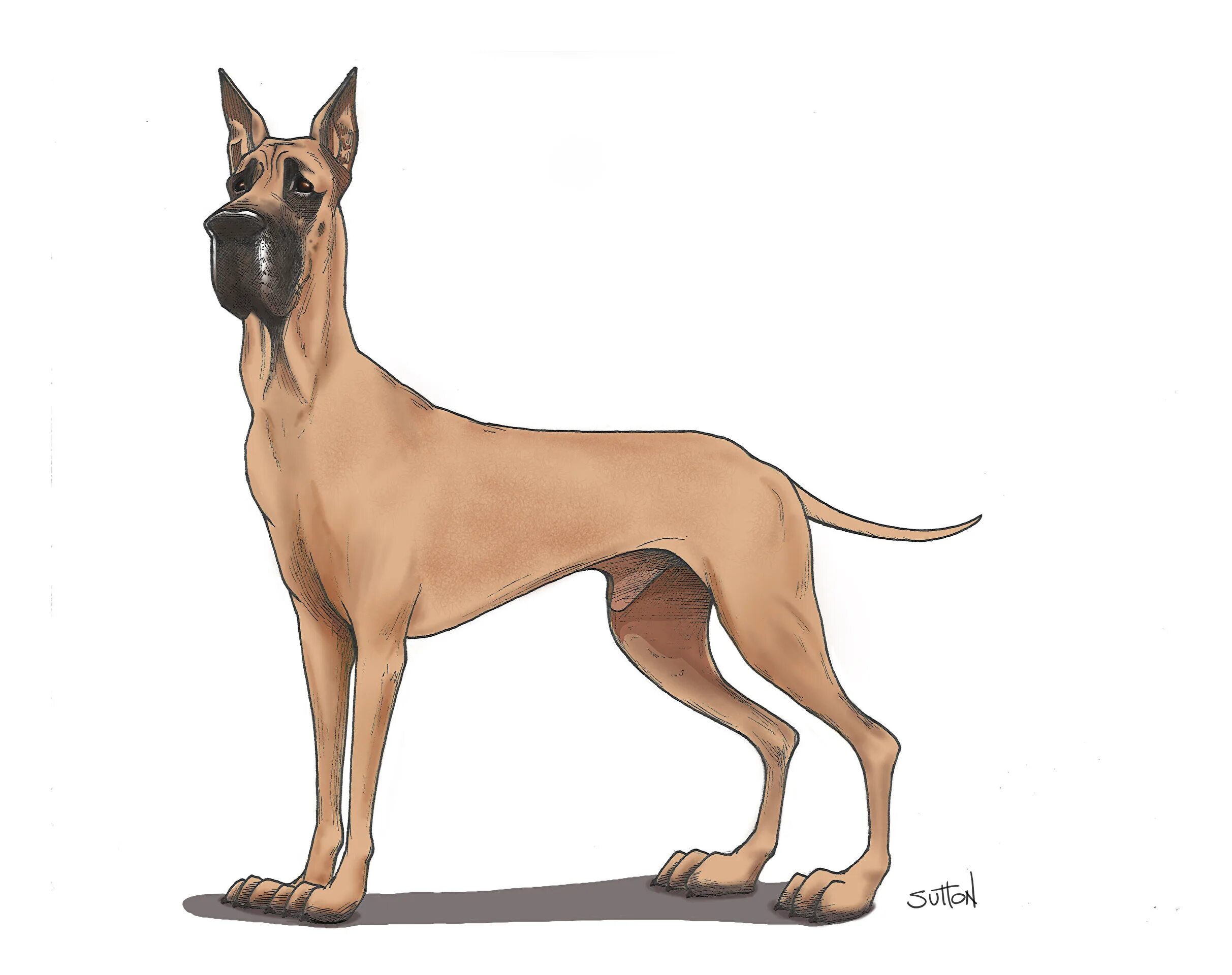 Как рисовать дог дея. Чи Дейн Дейн собака. Немецкий дог. Собака рисунок. Дог рисунок.