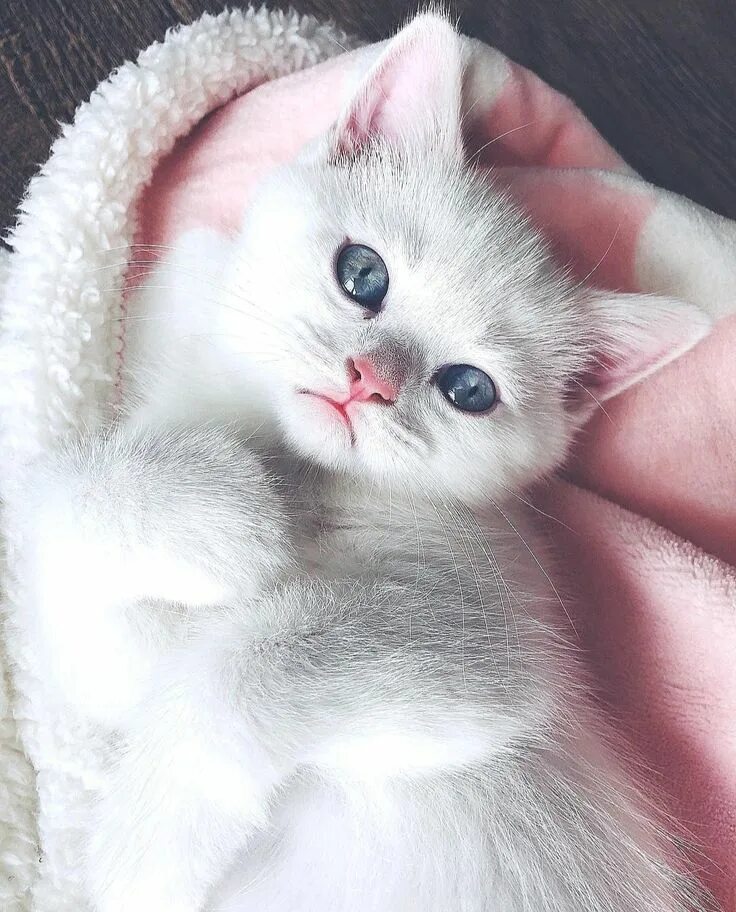 Pin by Vaseta on Братия Cute cats photos, Kittens cutest, Beautiful cats