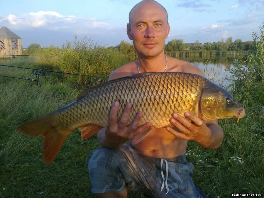 Огромный карп. Карпа 10. Карп 20 кг. Карп 10 кг. Карп зеркальный 10 кг.