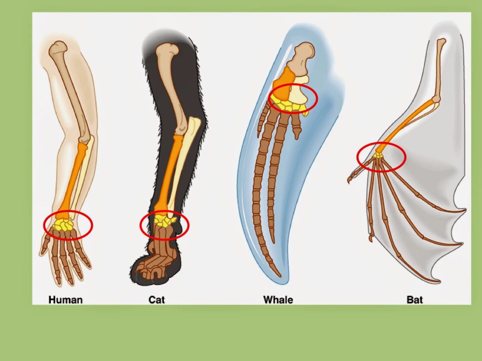 Ласты кита и роющие конечности крота. Эволюция скелета конечностей у позвоночных. Гомология конечностей позвоночных. Дивергенция конечностей млекопитающих. Гомология скелета передних конечностей позвоночных.