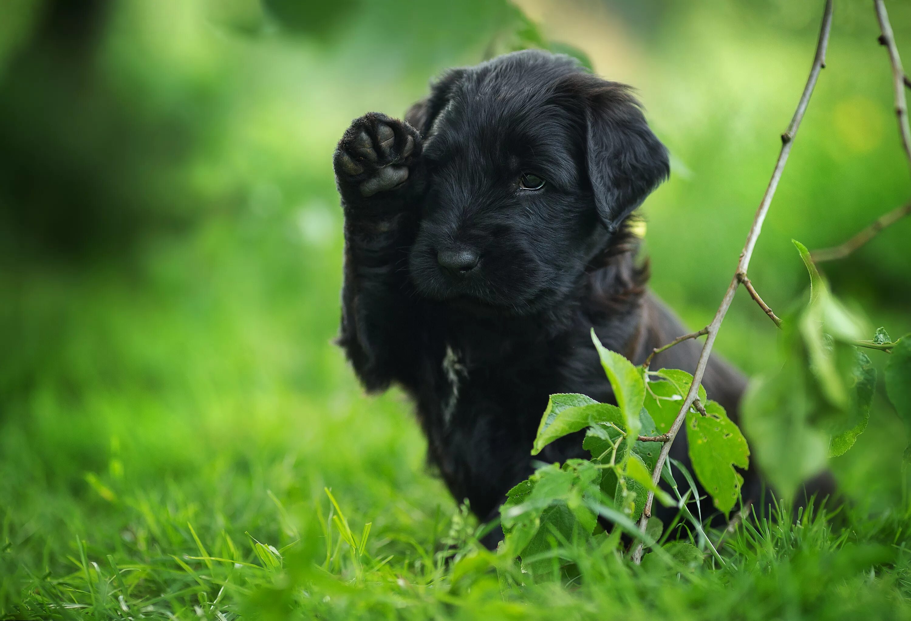 Имена черных щенков. Маленький лабрадор черный. Лабрадор черный щенок. Зеленый лабрадор. Черная лапа лабрадора.