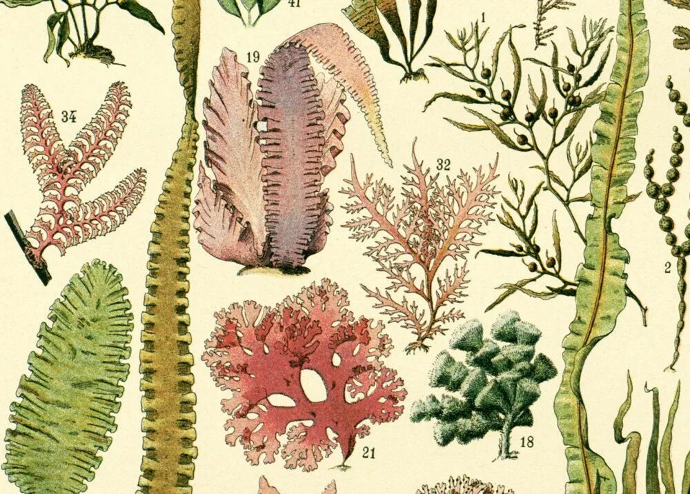Морские растения список. Водоросли альгология. Ламинария альгология. Морские растения. Водоросли ботаника.
