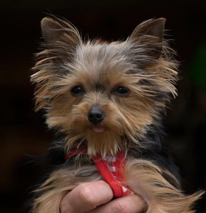 померанский шпиц teacup. мини болонка мальтезе. померанский шпиц boo. шпиц померанский карликовый. маленькие породы собак которые не растут.