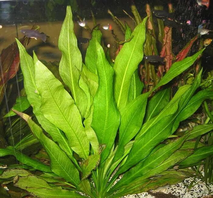 эхинодорус амазонка. эхинодорус блехера аквариумное. эхинодорус блехера аквариумное растение. эхинодорус блехера. эхинодорус блехера тысячелистник.
