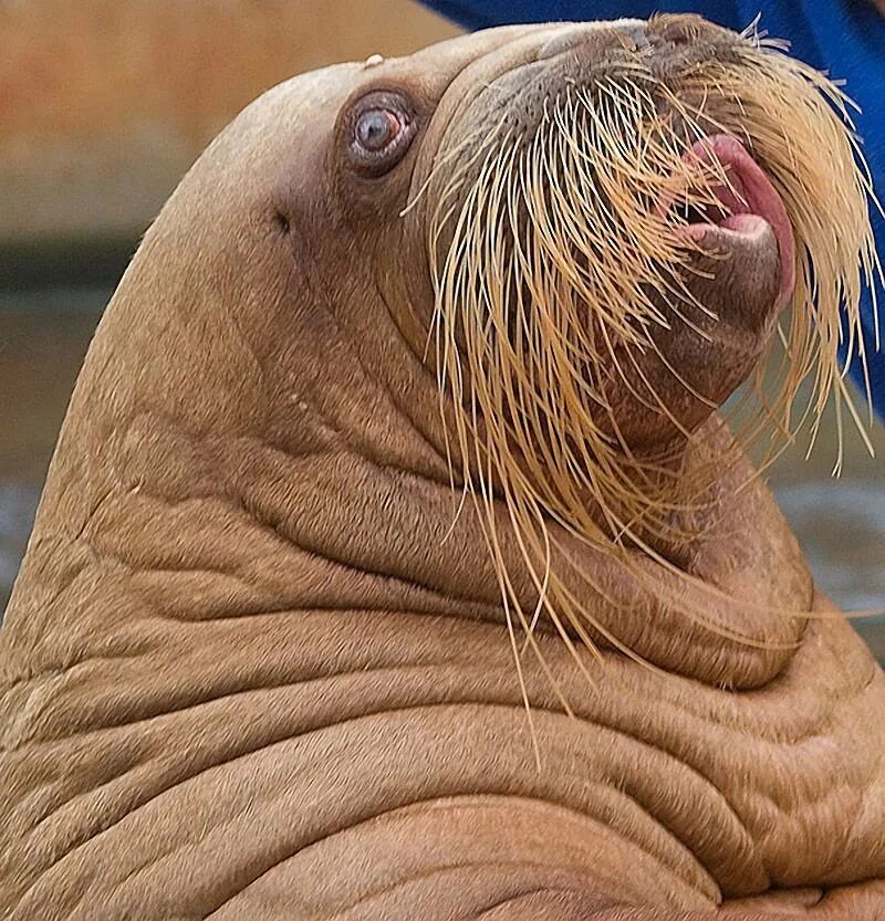 Атлантический морж. Морж лаптевский подвид. Тихоокеанский морж (odobenus rosmarus divergens). Морж какое животное. Морж лаптевский подвид.