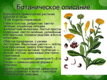 Лекарственные растения 6 класс