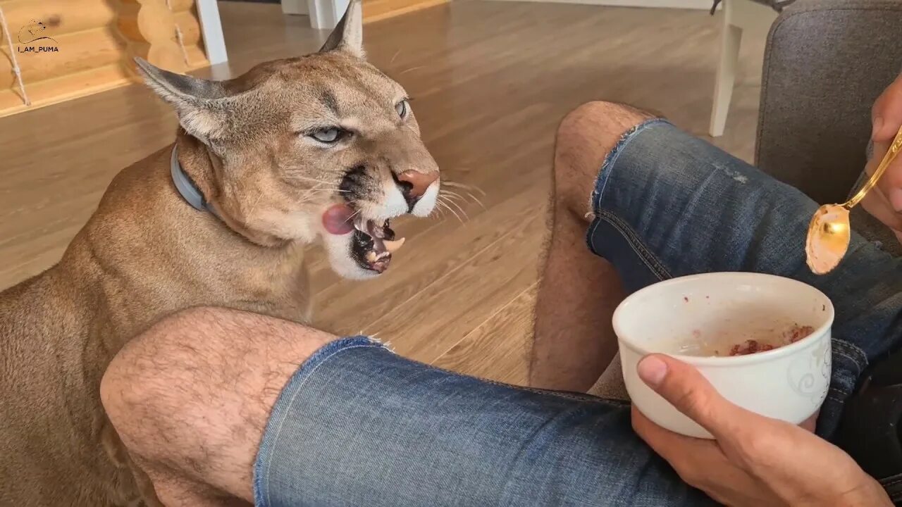 Пума месси канал. В каком городе живут хозяева. Животные похожие на хозяев. Люди с домашними животными. Владельцы кошек и собак.
