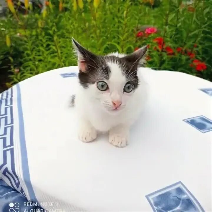 Котята в нижнем новгороде. Кошки авито тагил. Кошки авито тагил. Авито саранск животные кошки шотландцы. Британский котенок 5 месяцев.