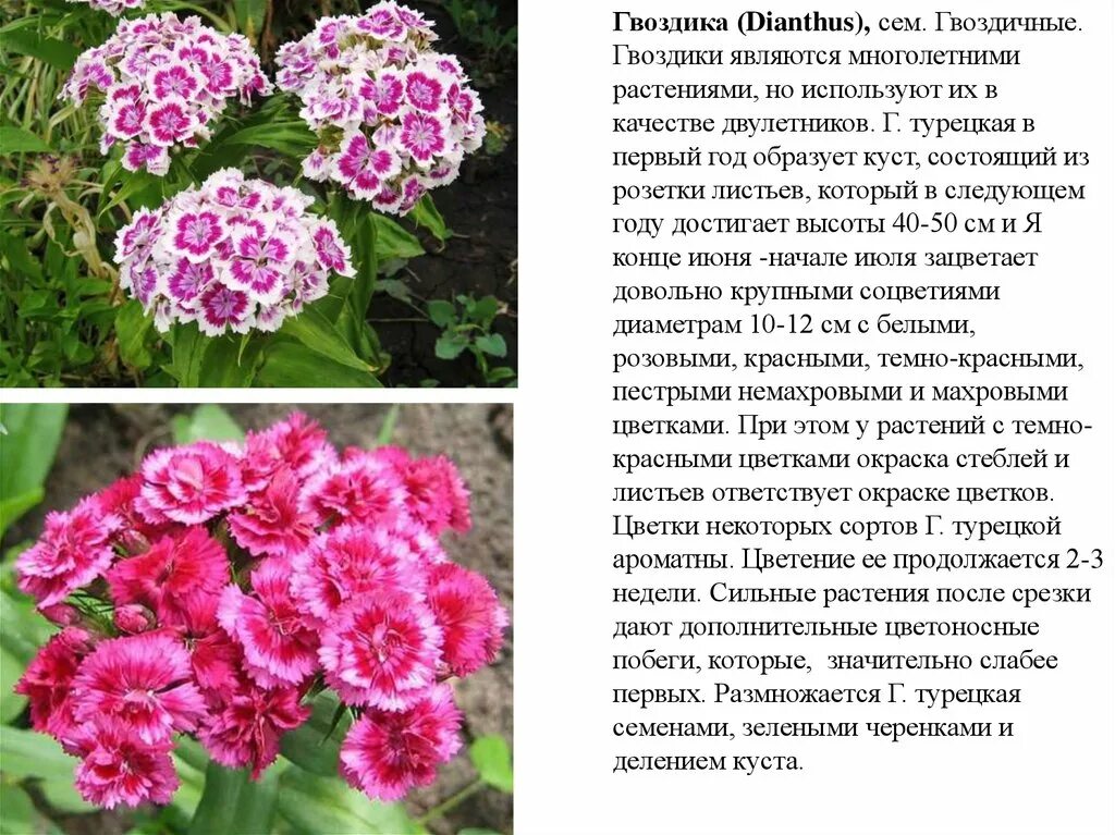 Гвоздика турецкая фото и описание