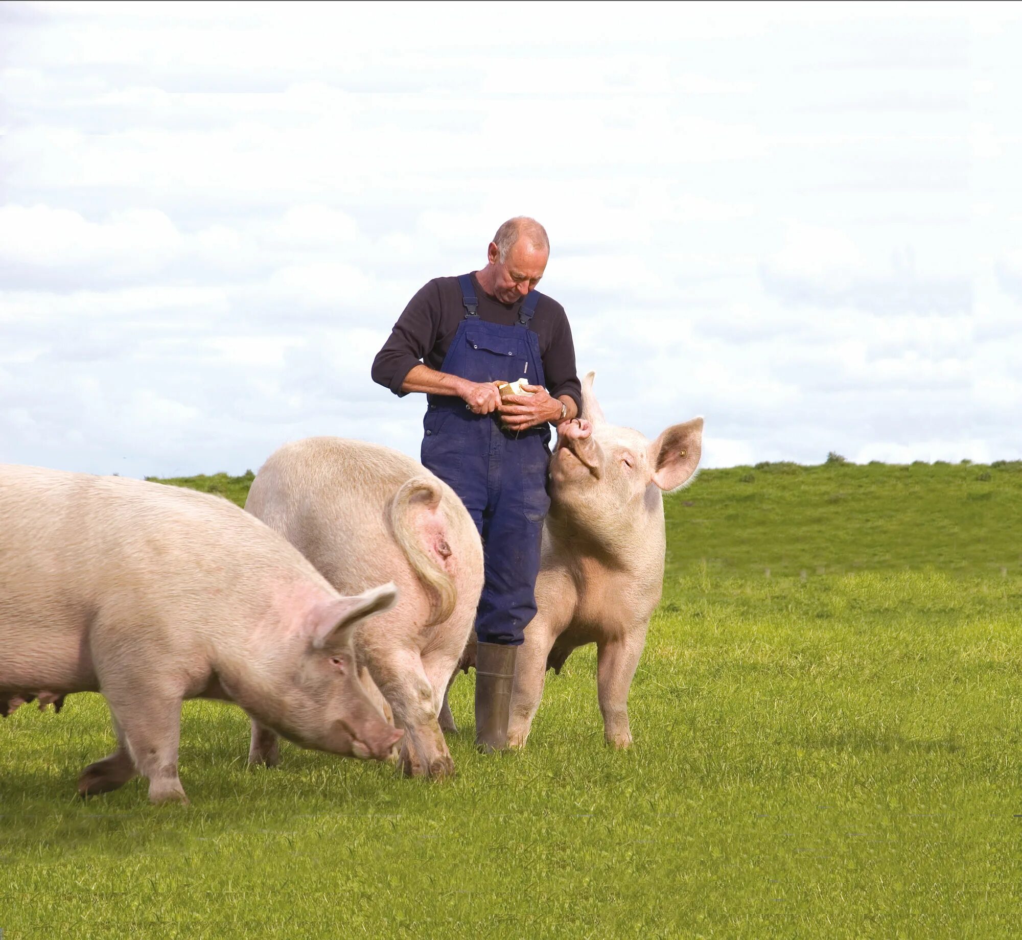 Фермер свиноводство. Свиньи на ферме. Свинья фермерская. Свинья фермер. Свинья фермер.
