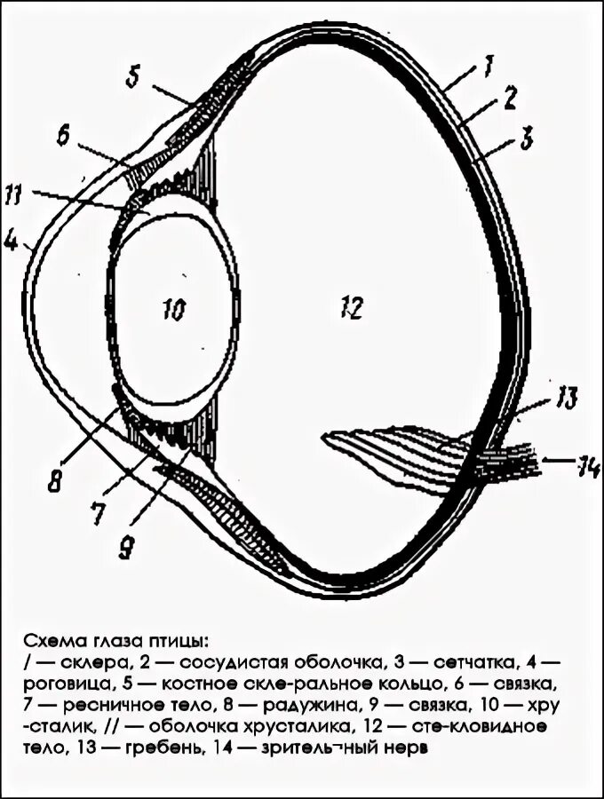 Структура глаза птицы. Строение глаза птицы. Строение глаза птицы схема. Строение глаза хищной птицы. Строение глаза Совы схема.