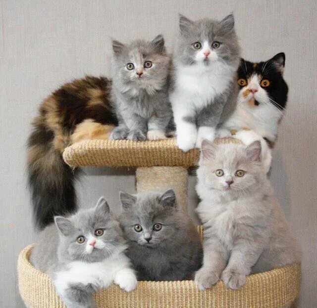 Три кошки. Банда котов. Три кошки смешные. Команда котиков. Группа котов.