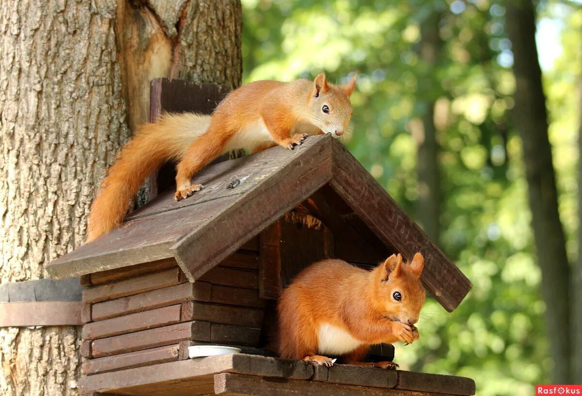 домик белки в природе. домик для белок. домик для белочки. Squirrel feeder. белка в домике.