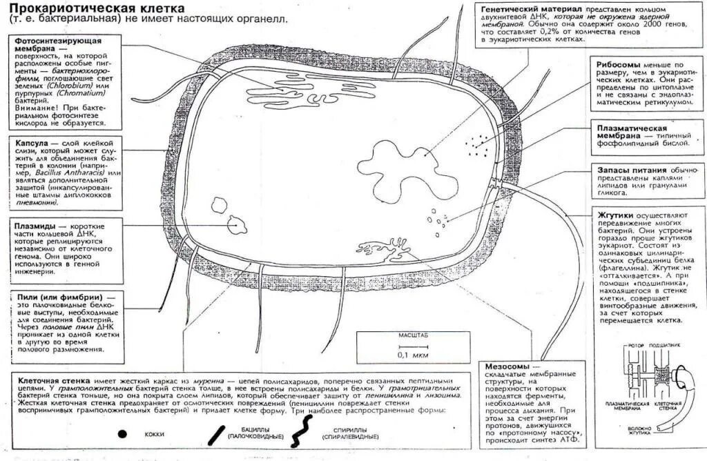 Лабораторная работа строение прокариотической клетки. Строение прокариотических клеток и функции. Органоиды прокариотической клетки и их функции. Функции органоидов прокариотических клеток. Строение прокариотической клетки таблица.