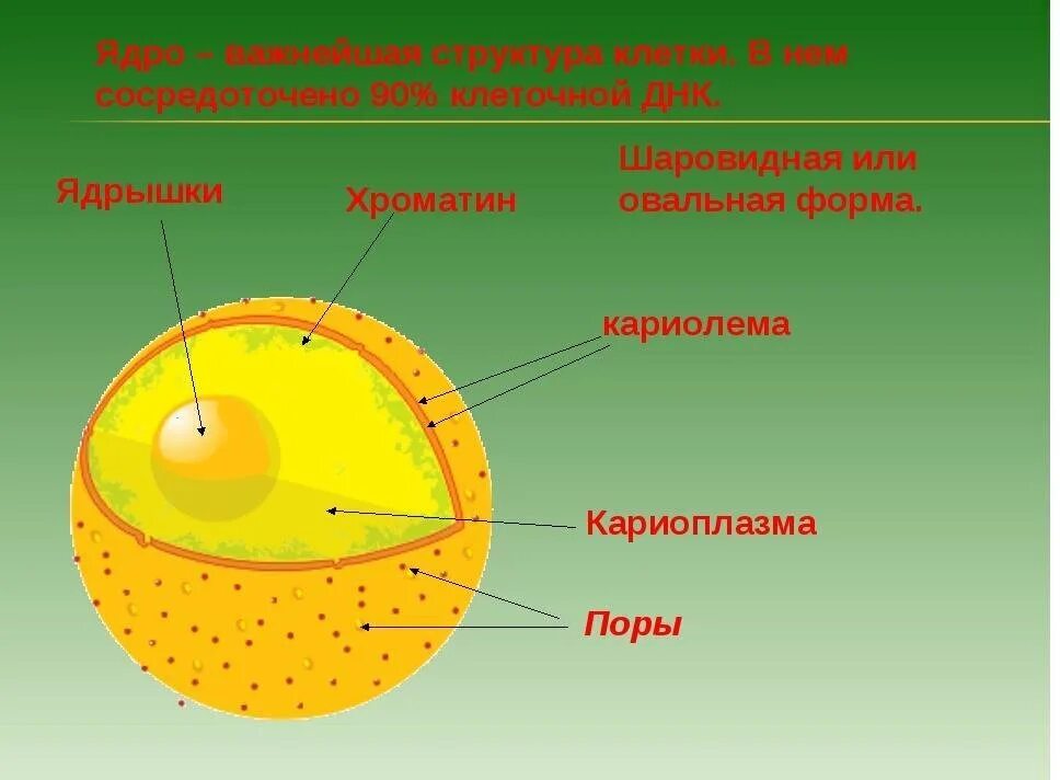 Строение ядра эукариотической клетки. Схема строения ядра клетки. Строение клеточного ядра. Строение ядра клетки. Ядро клетки схема