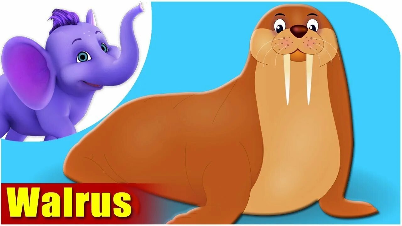 ВАЛРУС. Walrus Songs. Walrus Songs for Kids. Animal Sounds Song тюлень.