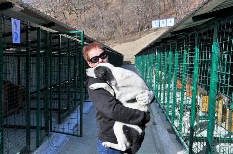 Сочи приют для бездомных животных. Приют поводог в красноярске. приют для собак в сочи. приют поводок красноярск. поводок сочи приют.