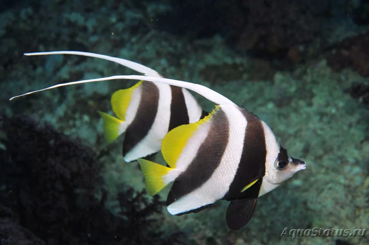 Белоперая кабуба (heniochus acuminatus). Стайная вымпельная бабочка. Белоперая кабуба. Вымпельная рыба бабочка 6 букв сканворд. Вымпельная рыба бабочка 6 букв сканворд.