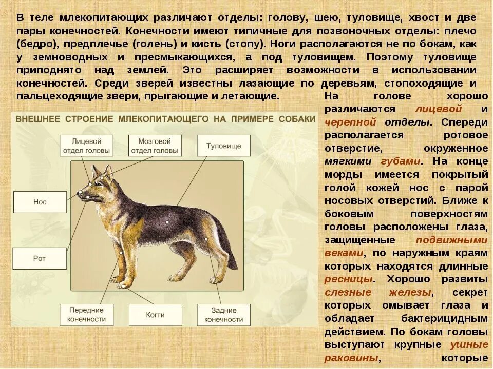 Особенности формы тела животных. Отделы тела млекопитающих 7 класс биология. внешнее строение млекопитающих. внешнее строение мелкопитаю. млекопитающие строение тела.