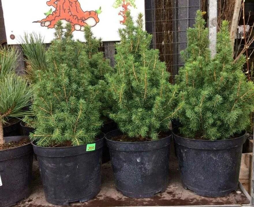 Ель коника грунт. Ель канадская коника. Ель глаука коника. Ель глаука коника. Ель канадская коника 3.