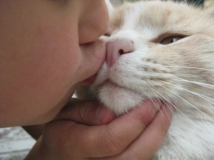 Лизнула кота. Кот целует. кот целует в нос кота. поцелуй в носик. девушка целует кошку.