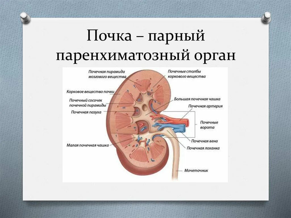 Утолщение паренхимы почек. Паренхиматозная перемычка почки что это такое. строение паренхимы почки анатомия. паренхиматозная перегородка в почке что это. строение почки человека паренхима.