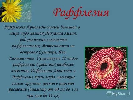Древовидное растение тропиков сканворд 4