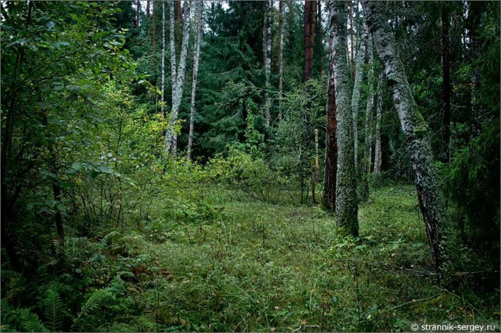 Смежные леса. Фитоценоз тайги. Смешанный лес Лиственный Карелия. Елово широколиственный лес. Шилыковский лес.