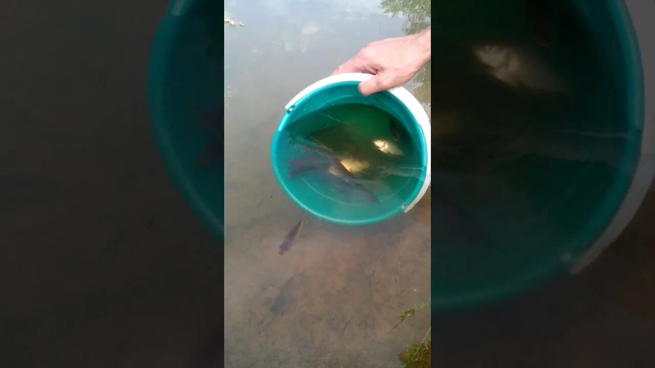 Запускаем рыбу в пруд
