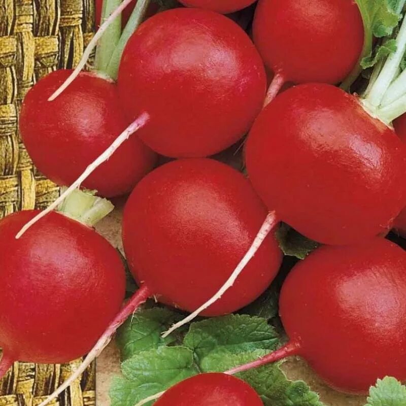 Какие сорта редиски