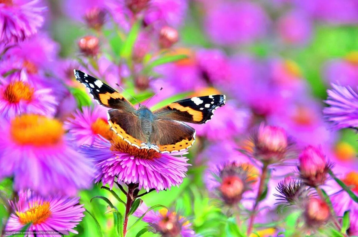 Природа цветы. Лето цветы. Яркие цветы. Бабочка на цветке.