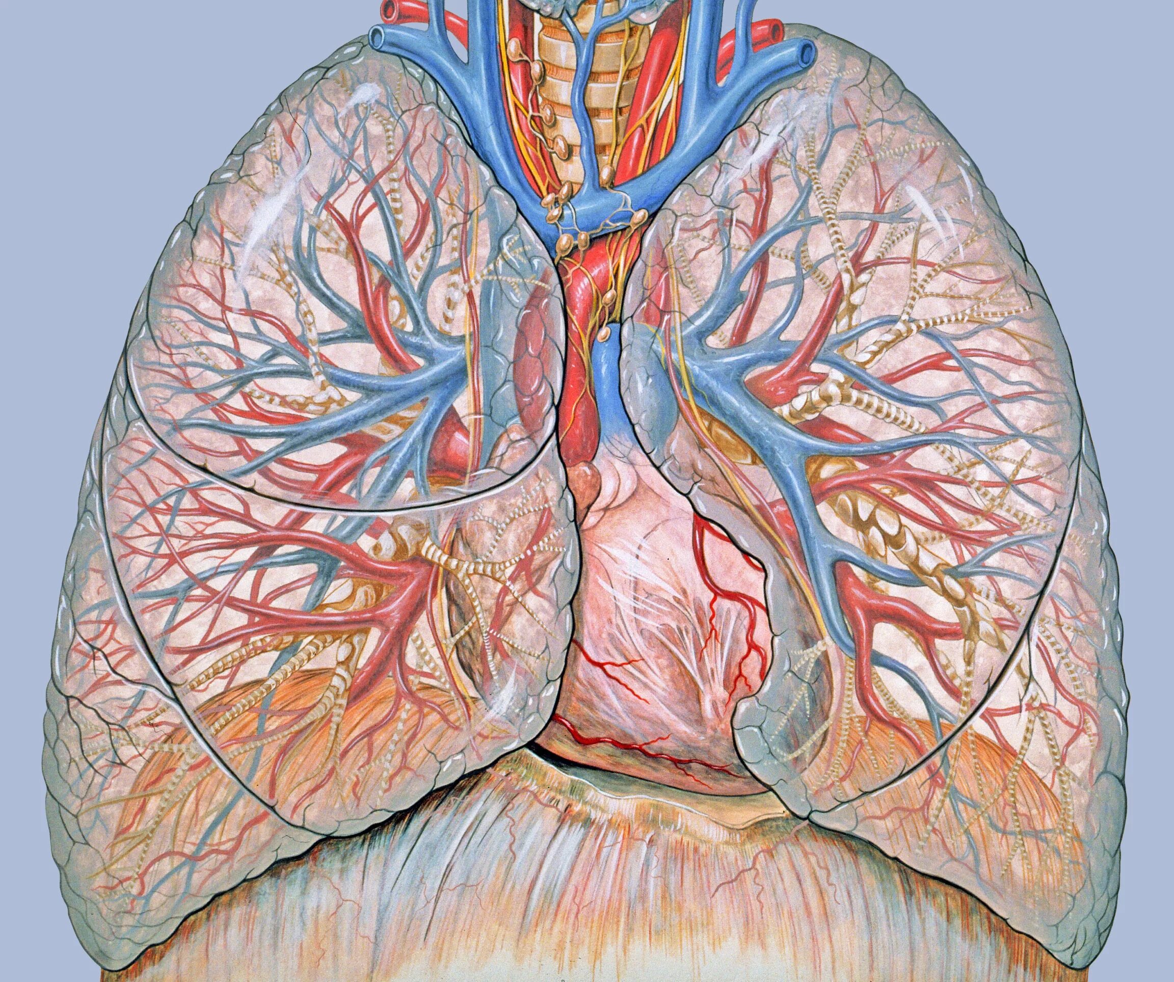 Сосудистое заболевание легких. Легочные артерии анатомия. Сердце анатомия легочная артерия. Бронх артерия Вена. Сосуды легких анатомия.