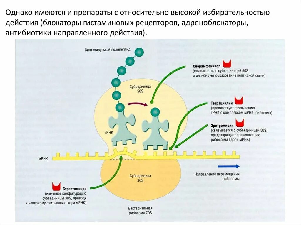 Нарушает синтез белка. Механизм действия антибиотиков нарушающих Синтез белка. Механизм действия антибиотиков нарушающих Синтез белка схема. Механизм действия антибиотиков, ингибирующих Синтез белка. Антибиотики нарушающие Синтез белка у бактерий.