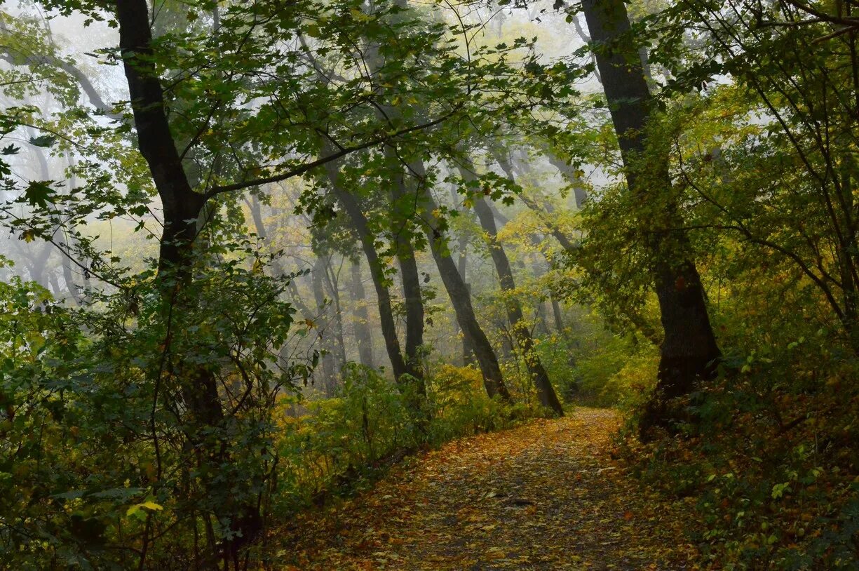 Железноводск осень. Железноводск в октябре. Осень в лесу картинки. Железноводск октябрь