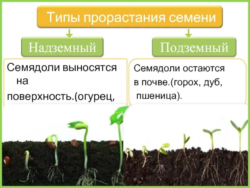 Какую функцию выполняют семядоли у растений. Семядоли огурца в семязачатках. проросшие семядоли. формирование семядоли. что такое семядоля у растений.