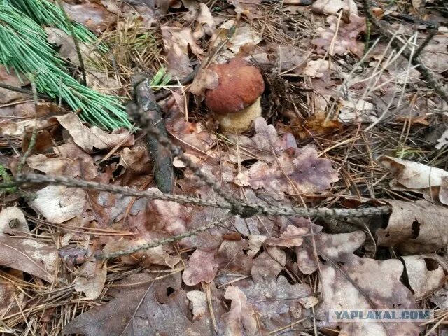 Первый гриб после зимы