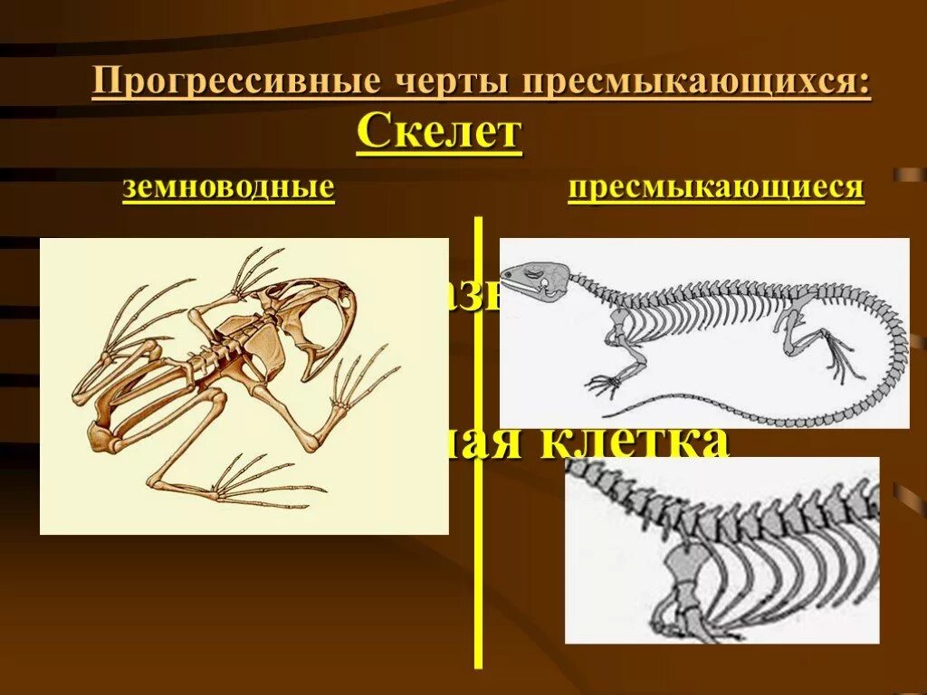 Скелет пресмыкающихся. Скелет рептилий. Прогрессивные черты пресмыкающихся. Строение скелета пресмыкающихся.