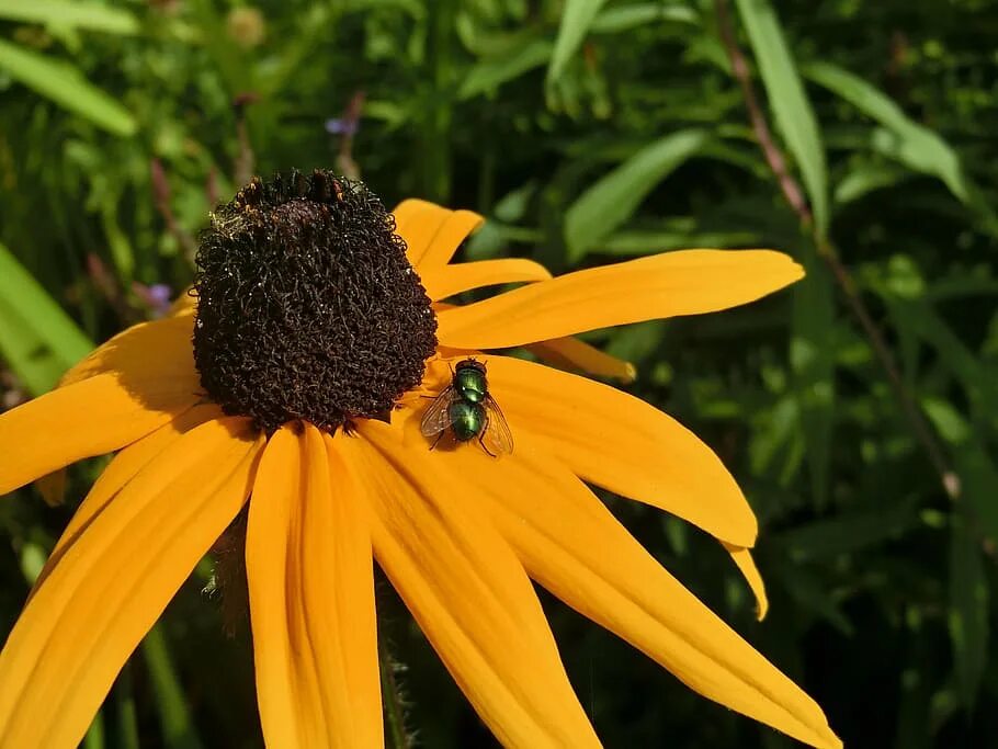 Echinacea paradoxa. Эхинацея парадокса. Эхинацея желтая. Эхинацея странная. Эхинацея шляпа