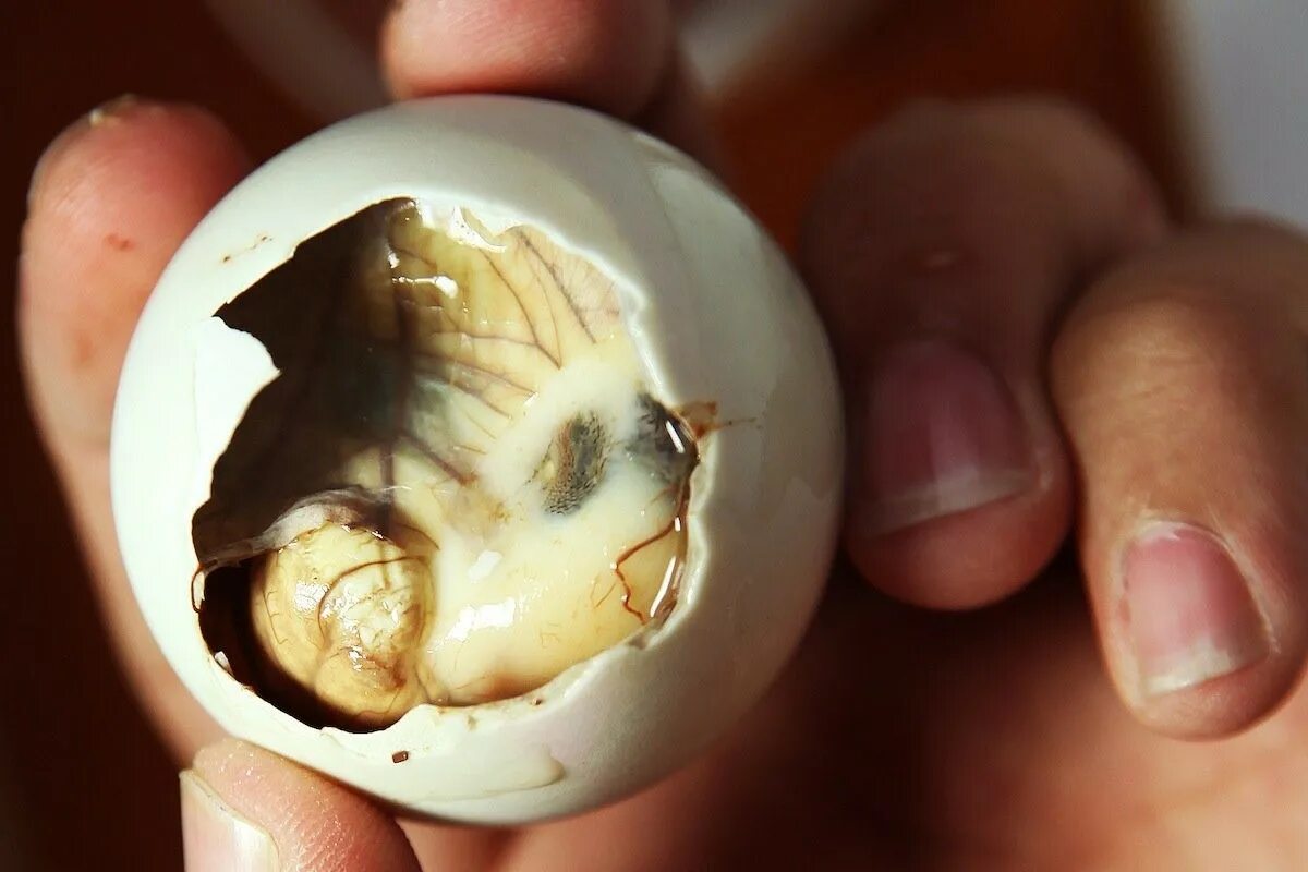 Зародыши в яйце битва экстрасенсов. Драконьи яйца. Зародыш курицы эмбрион в яйце. Зародыши в яйце битва экстрасенсов. Зародыши в яйце битва экстрасенсов.