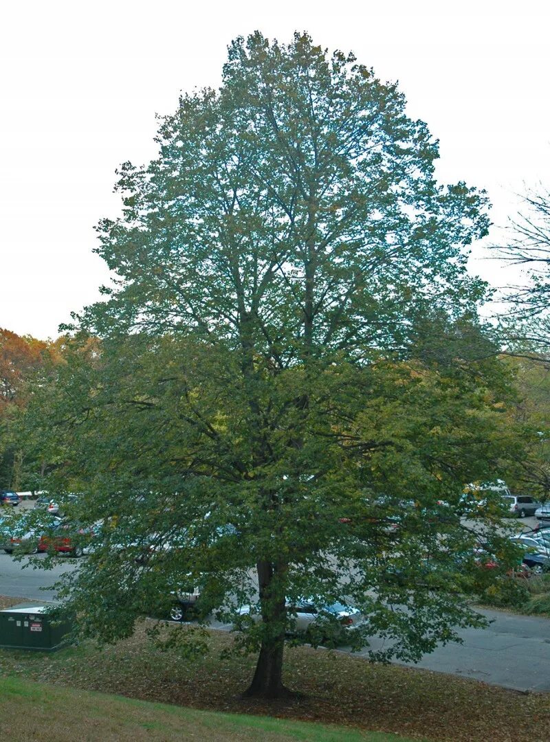 Дарк хеджес северная ирландия. Дерево лин. Зеленый пояс африки фото. Дерево лин. Дерево лин.