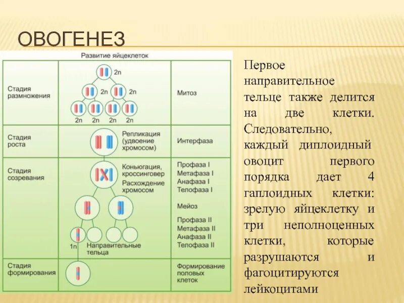 Образуются направительные клетки тельца