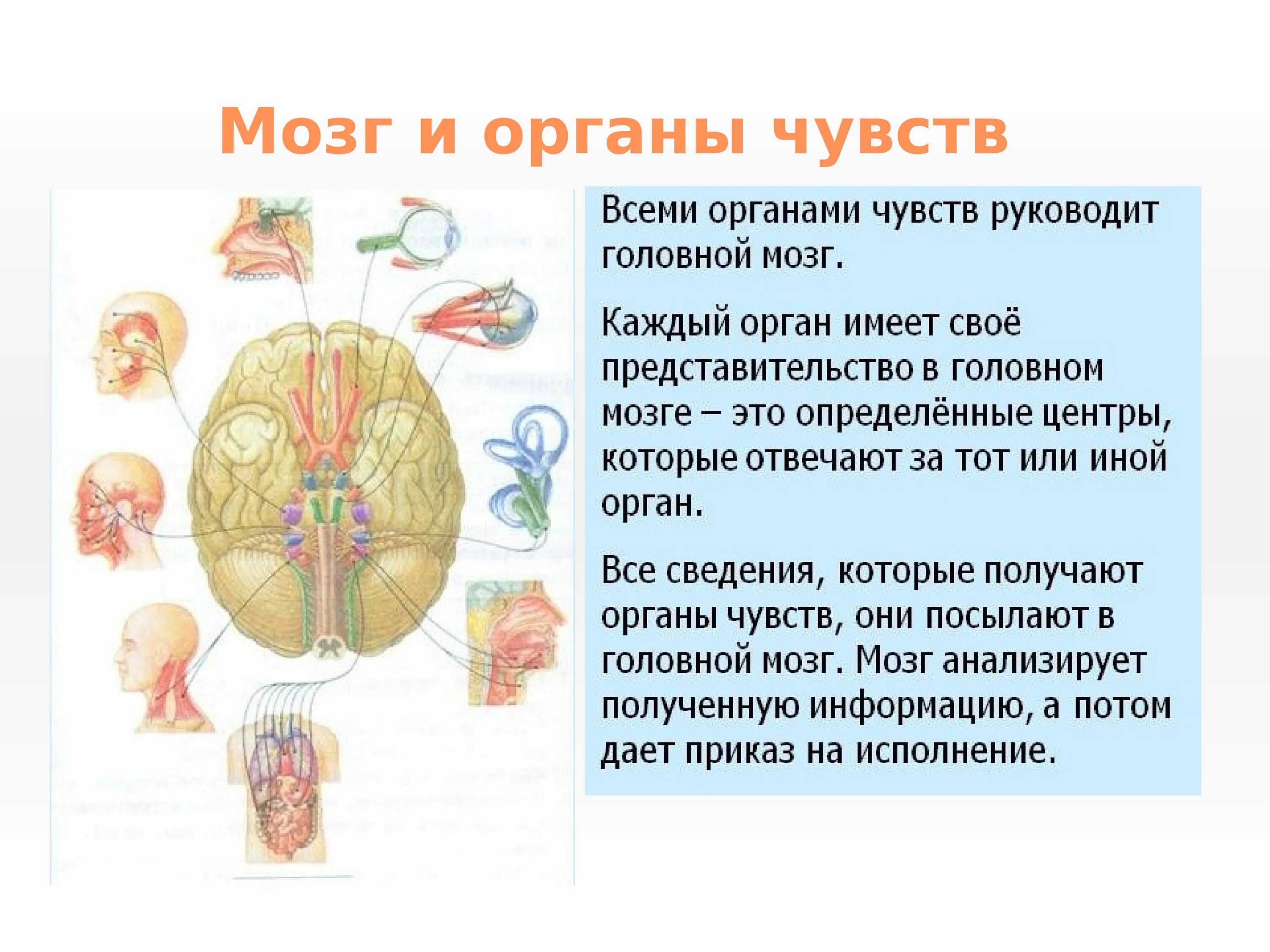 Функции нервной системы 4 класс. Нервная система и органы чувств система человека. система органов чувств функции. нервная система и органы чувств строение функция. строение органов чувств человека.