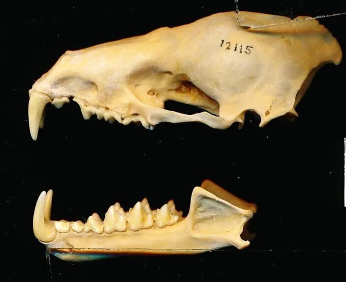 Зубная формула рукокрылых. Череп рукокрылых зубная формула. Зубная система рукокрылых млекопитающих. Череп рукокрылых млекопитающих. Зубы летучих мышей строение.