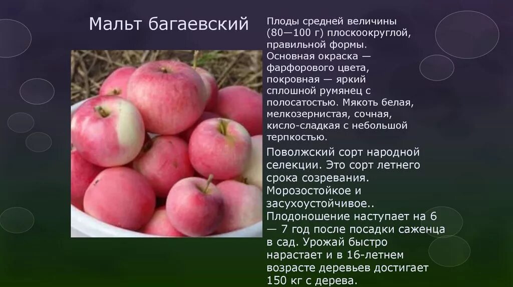 Яблоня сорта мальт Багаевский. Сорт яблок мальт Багаевский. Мальт Багаевский летний сорт яблони. Мальт Багаевский яблоня описание. Влияет ли сорт яблок на скорость засушивания