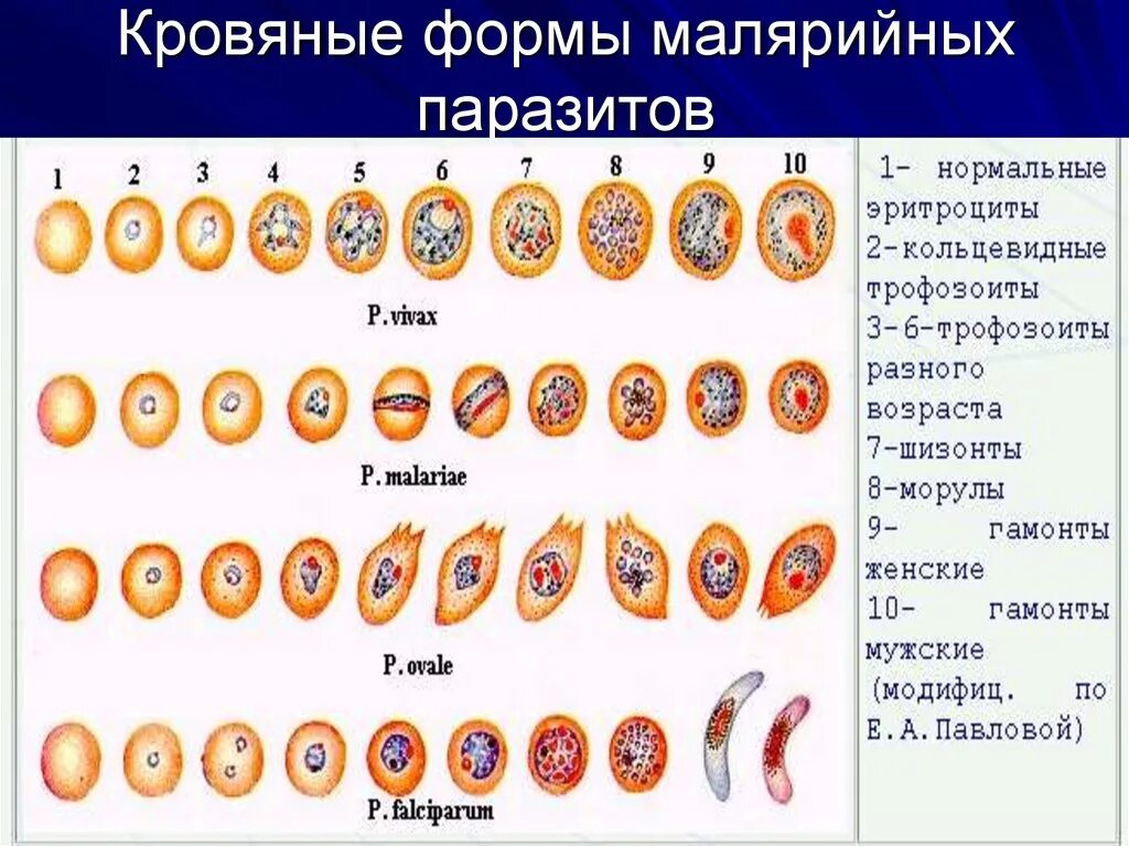 Изменение свойств эритроцитов при тропической малярии. Малярийный плазмодий шизоинт. Кольцевидные трофозоиты малярийного плазмодия. Малярийныеплазмоди морфология. Малярийный плазмодий стадия i - кольца(трофозоита).