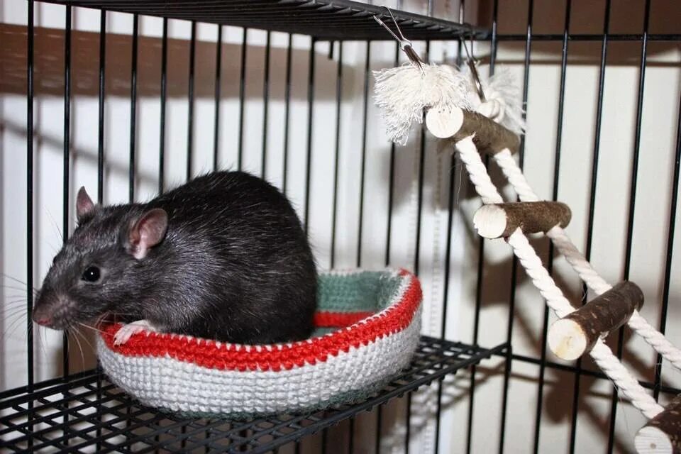 Домашняя декоративная крыса. Крыса для домашнего содержания. Декоративные крысы. Декоративные крысы. Уход за крысой.