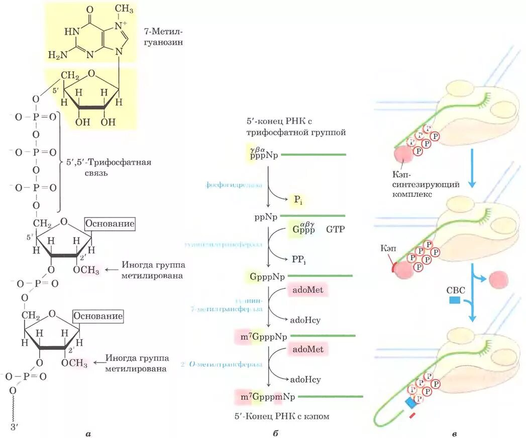 Процессинг РНК биохимия. Схема процессинга РНК. Процессинг РРНК биохимия. Процессинг биохимия этапы.