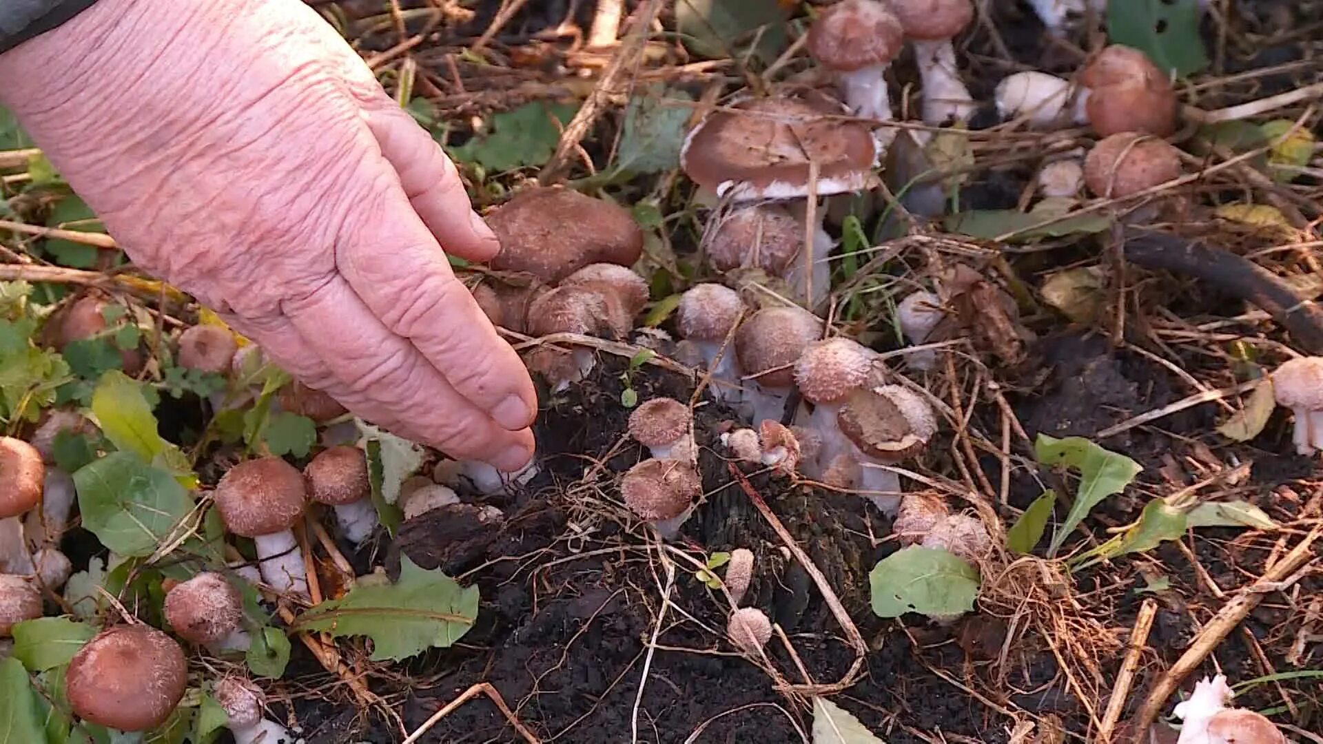 Посеять грибы. Грибы растущие в огороде. Вырастить грибы на огороде. Белые грибы в огороде. Грибы в огороде выросли.