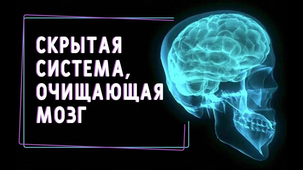 Что чистит мозг. Скрытая система очищающая мозг. Глимфатическая система мозга.